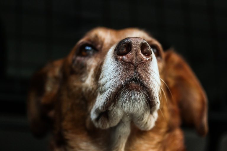 Können Hunde Blasenkrebs riechen? Hygiene Coaching